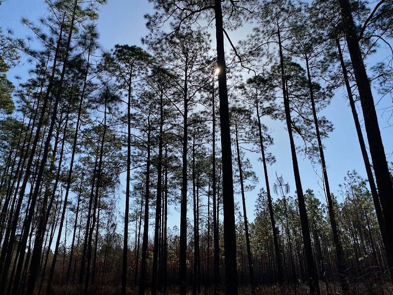 Conecuh National Forest - Trailhead - Image 1
