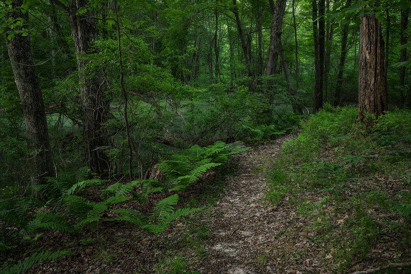 Ropchan Memorial - ACRES Land Trust - Image 1