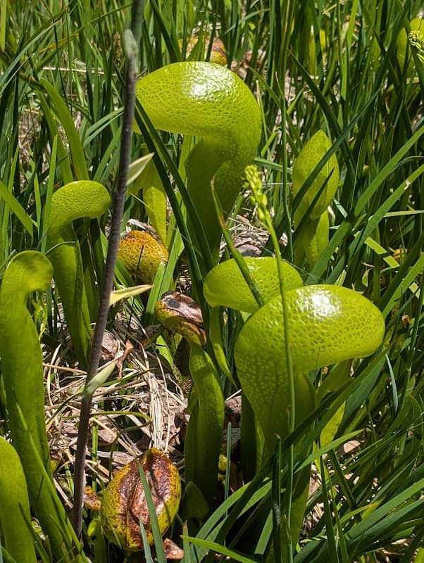 Butterfly Valley Botanical Area - Image 1