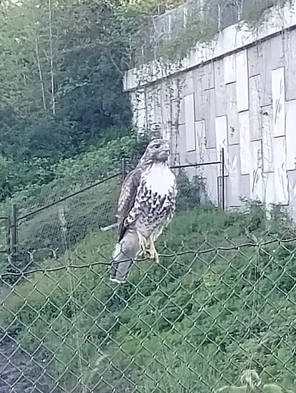 Hawk hangout - Image 1