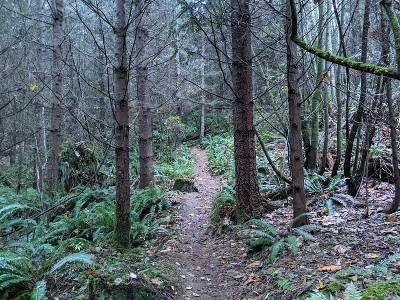 Camano Island Forest Preserve - Image 1