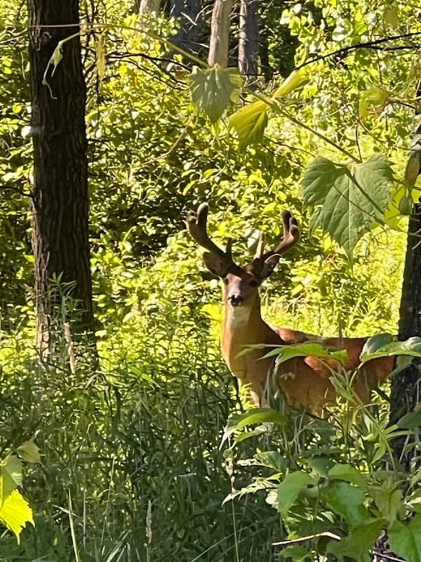 Lake Forest Open Lands: Everett Farm Nature Preserve - Image 2