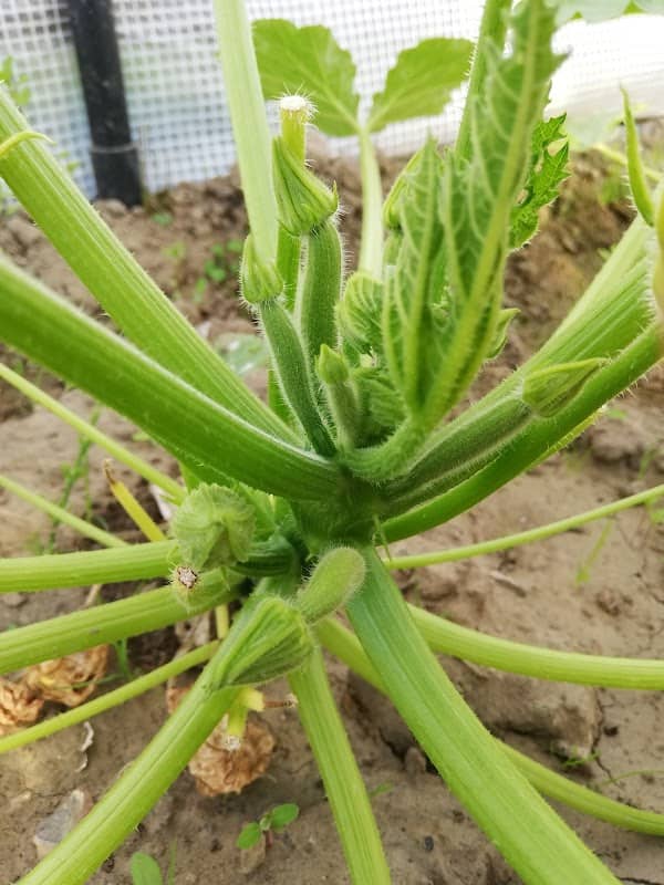 Moestuin - Image 1