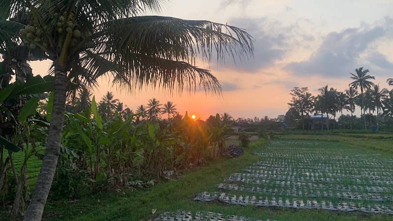 Double T Sunset Point & Lounge (Rice Fields) - Image 1