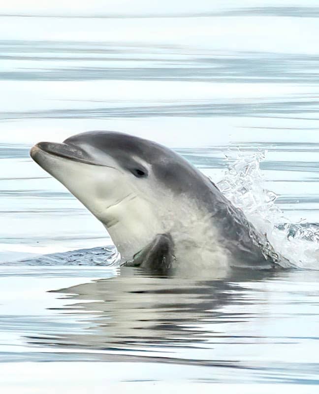 Greenock Dolphins - Image 1