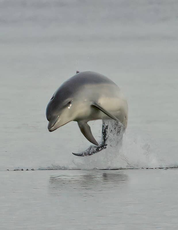 Greenock Dolphins - Image 2