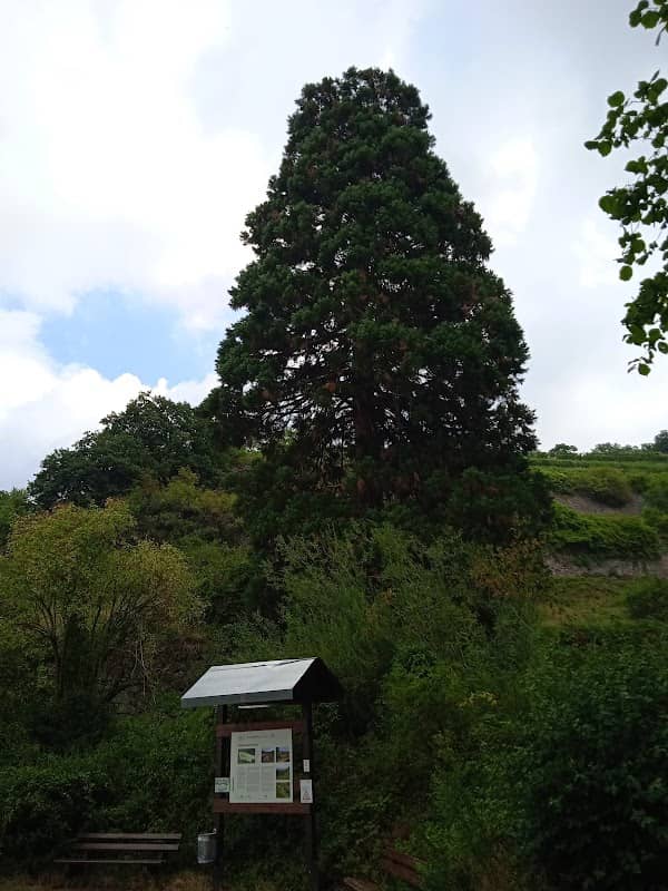 Mammutbaum am Madonnenberg - Image 1