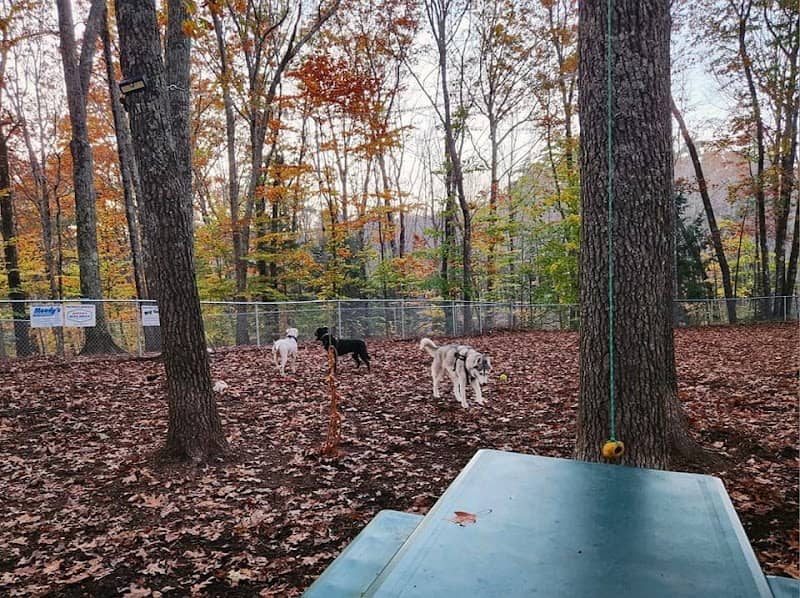 Sanford Dog Park - Image 1