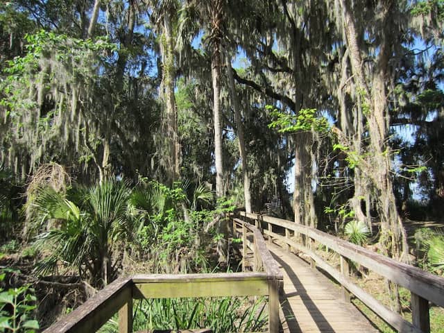 Palm Island Boardwalk - Image 2
