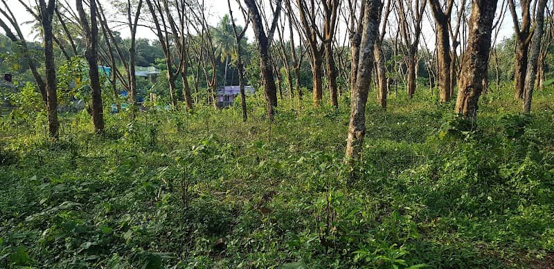 A Rubber Farm - Image 1