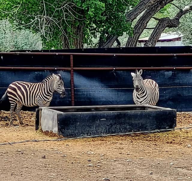 Zebra Ranch - Image 2