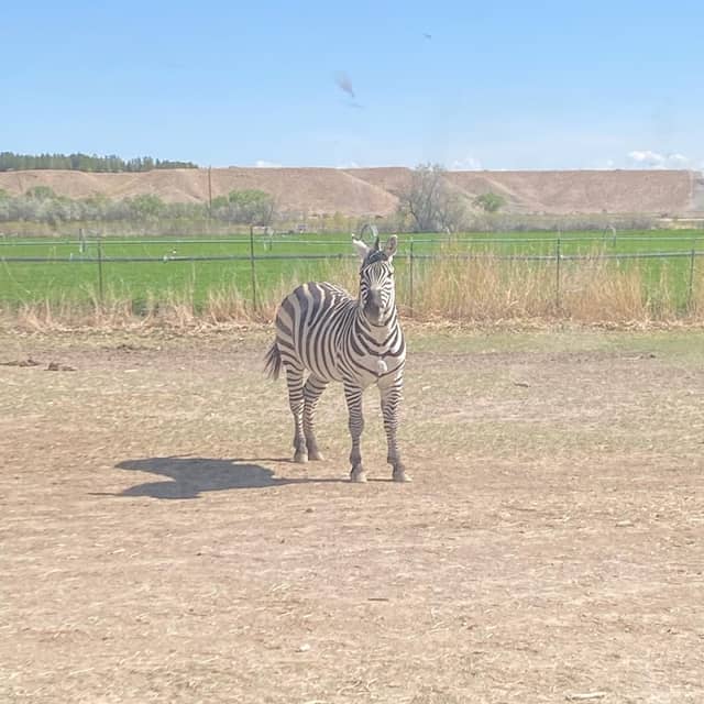 Zebra Ranch - Image 1