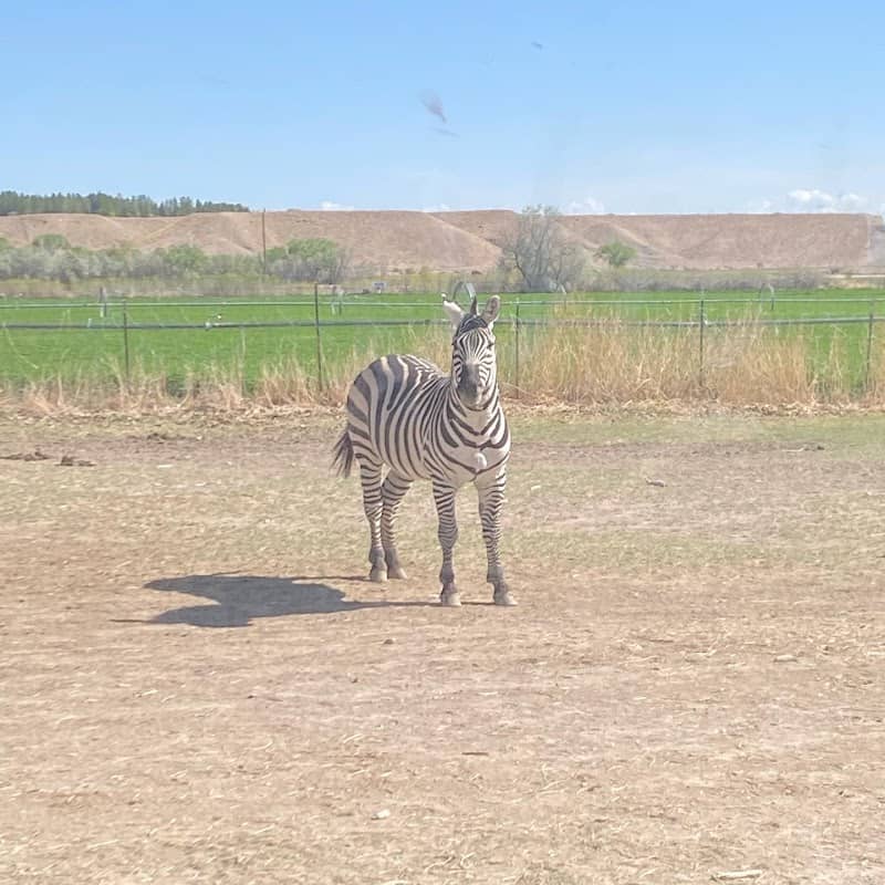 Zebra Ranch - Image 2