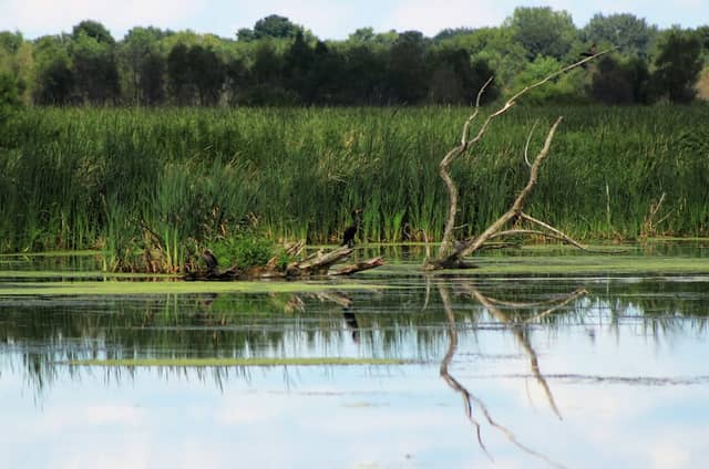 Lake Mills Wildlife Area - Zeloski Marsh - Image 1