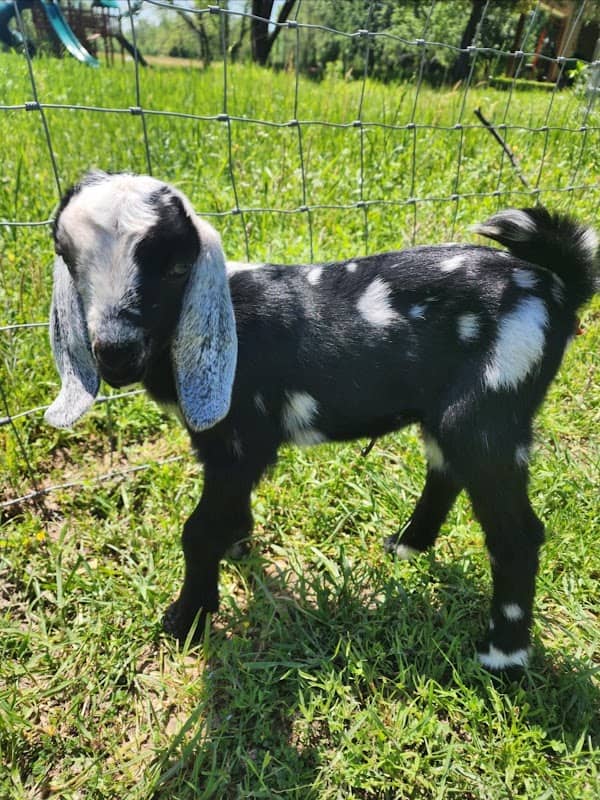 Bayou Babies - Image 1