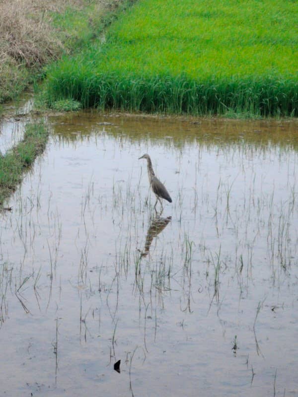 Parakkulamroad - Image 1