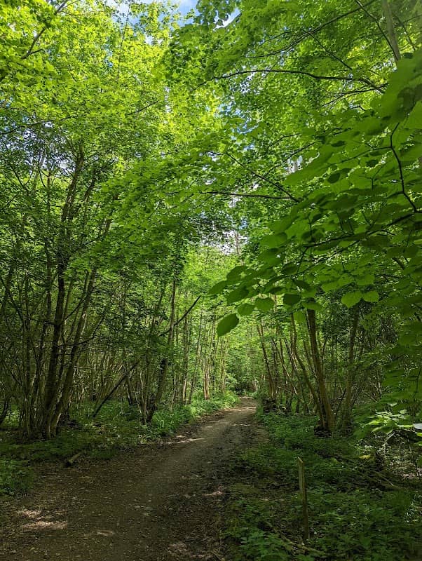 Bradfield Woods National Nature Reserve - Image 1