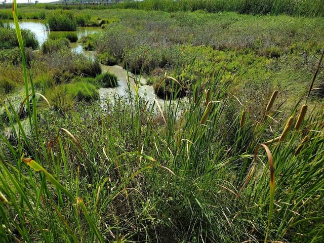 Laguna Madre Nature Trail - Image 3
