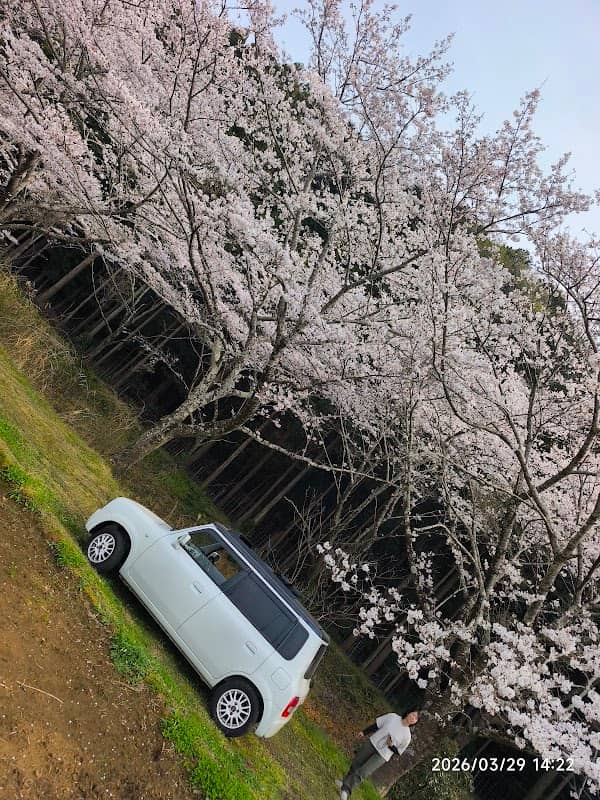 萩の桜並木 - Image 1