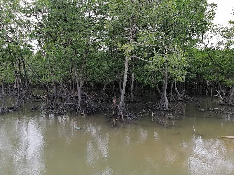 จุดชมลิง เกาะสิเหร่ - Image 2