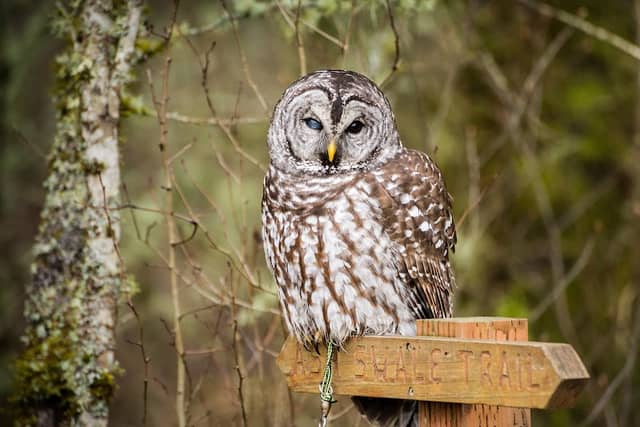 Chintimini Wildlife Center - Nature Center - Image 2
