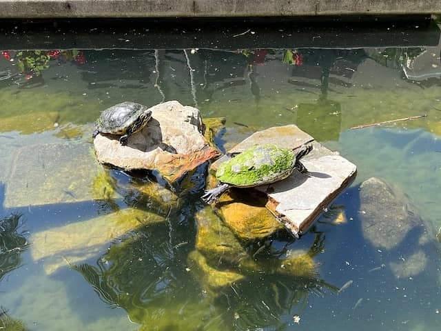 Turtle Pond - Image 1