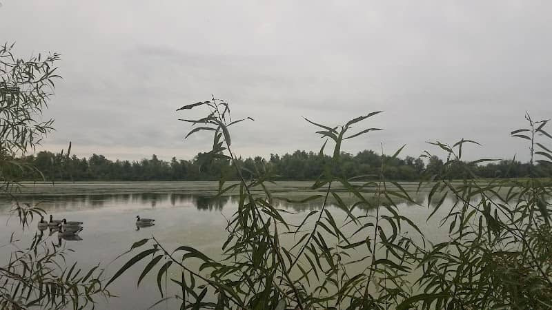Michigan Wetland Management District: Schoonover Waterfowl Production Area - Image 1