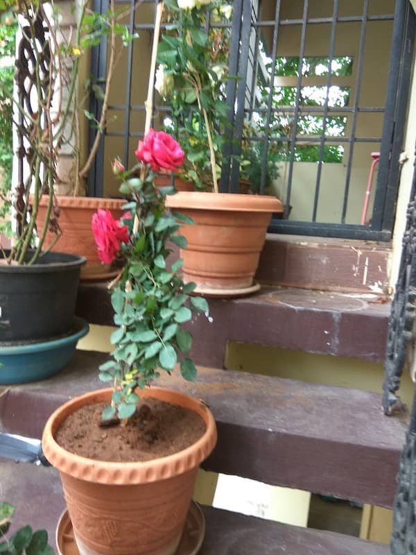 Kohinoor Park - Image 1