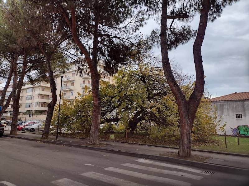 Gelso monumentale - Image 2