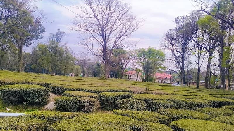 Palampur Tea Gardens - Image 1