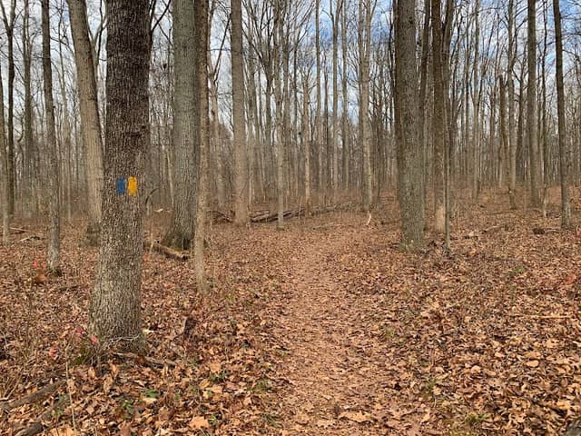 Whitney State Forest - Image 1