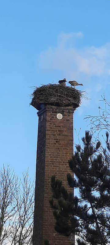 Storchennest - Image 1