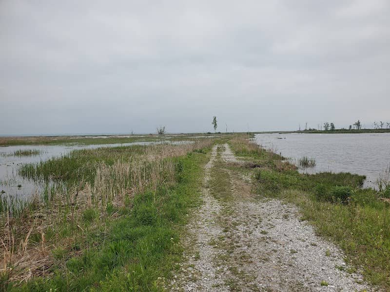 Long Point Birding Trail 6 (Crown Marsh) - Image 3