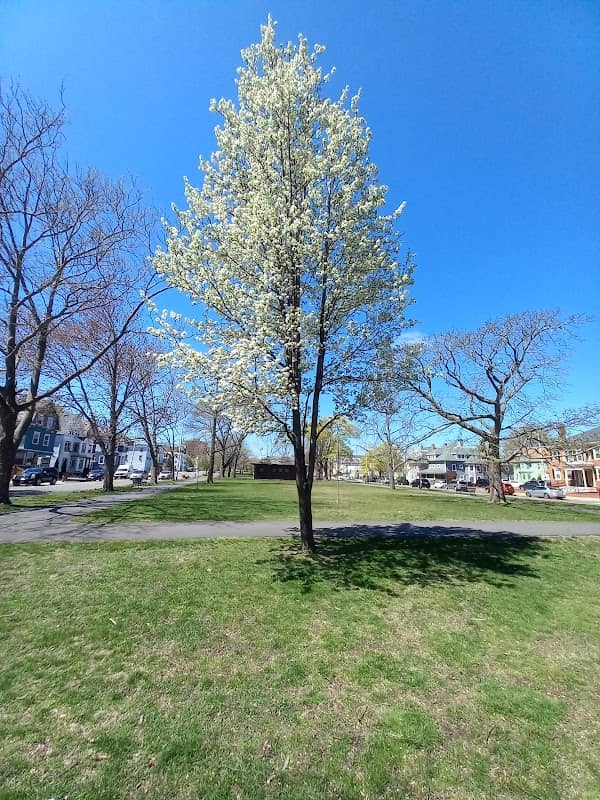 Lynn Commons - Image 3