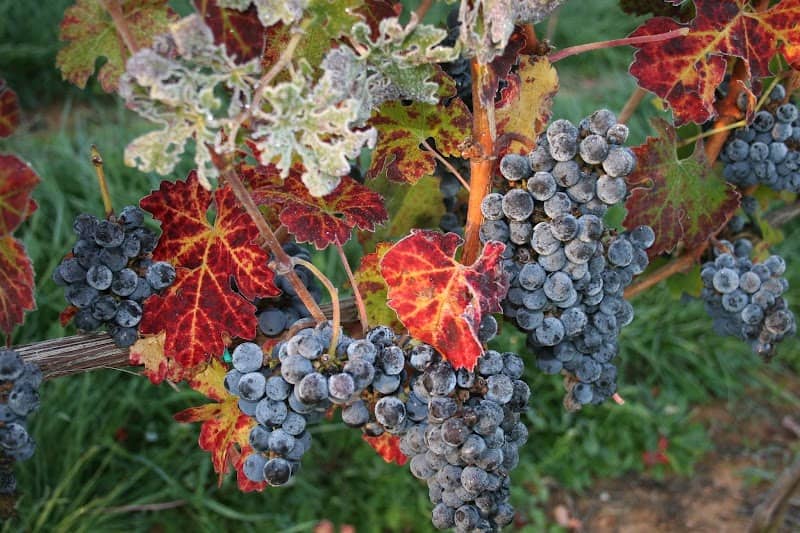 Barboursville Vineyards - Image 1