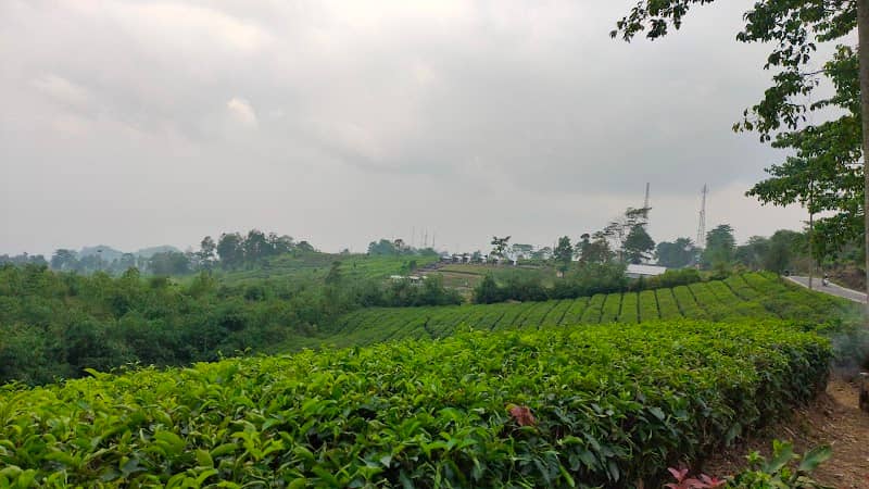 Kebun teh - Image 1