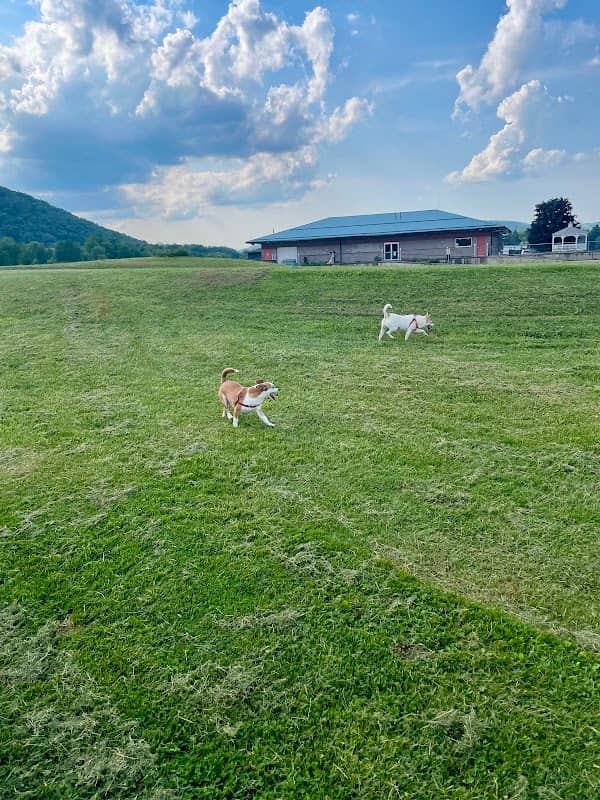 Conklin "Raceway" Dog Park - Image 1