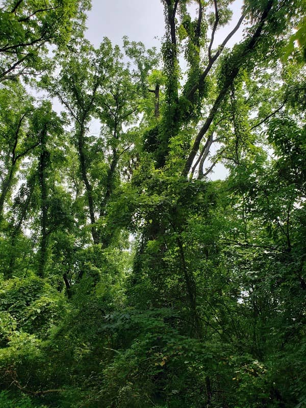 French Park Shelter - Image 1