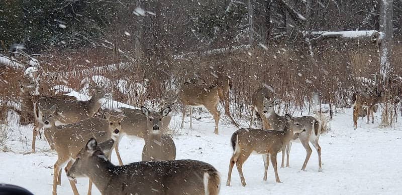Emil Dyni Memorial Deer Feeding Park - Image 1