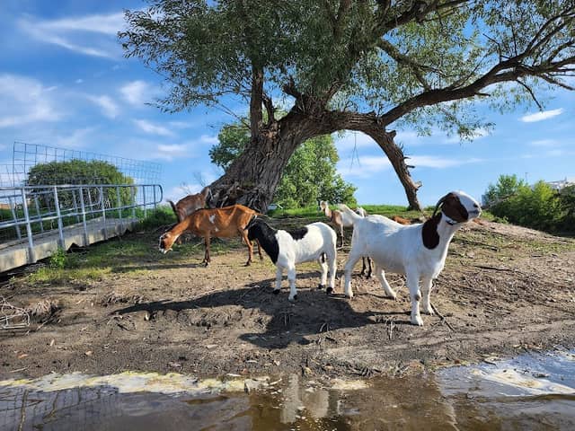 Goat Island - Image 1