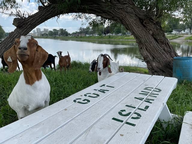 Goat Island - Image 2
