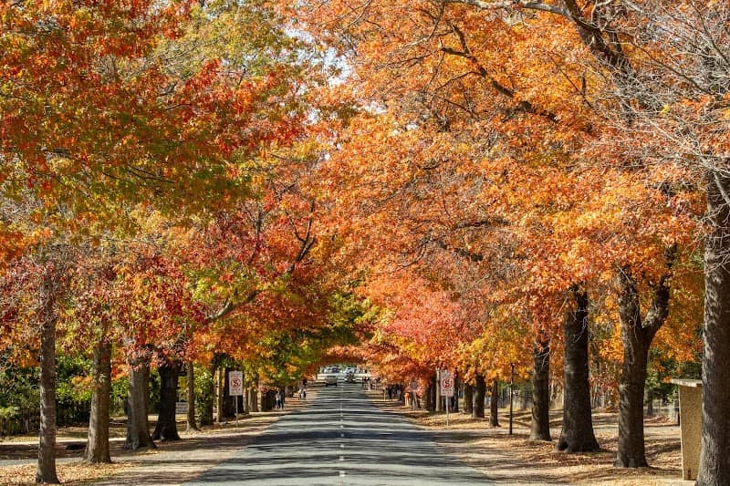 Honour Avenue - Image 1