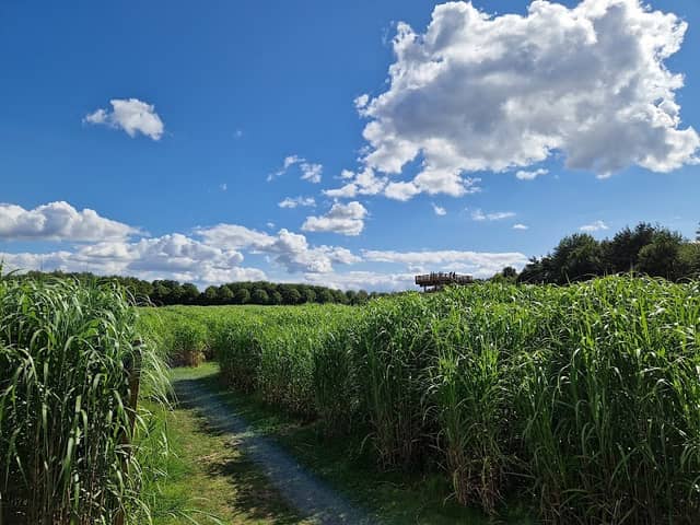 Elefantengras Löwenlabyrinth Braunschweig - Image 1