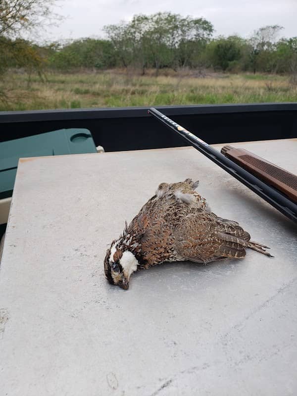 Las Palomas Wildlife Management Area - Longoria Unit - Image 2