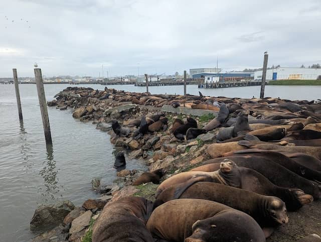 Sea lion resting area - Image 1