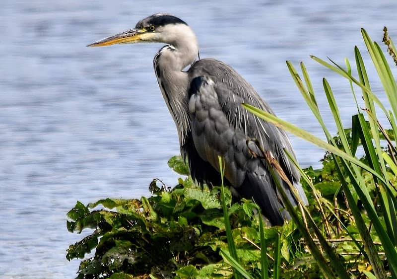 RSPB Morecambe Bay - Image 3