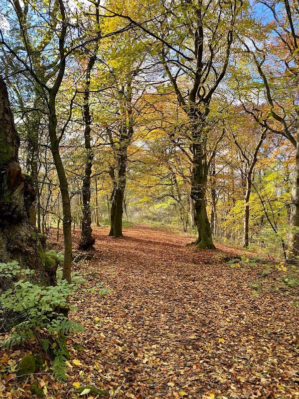 Gartcosh Local Nature Reserve - Image 2