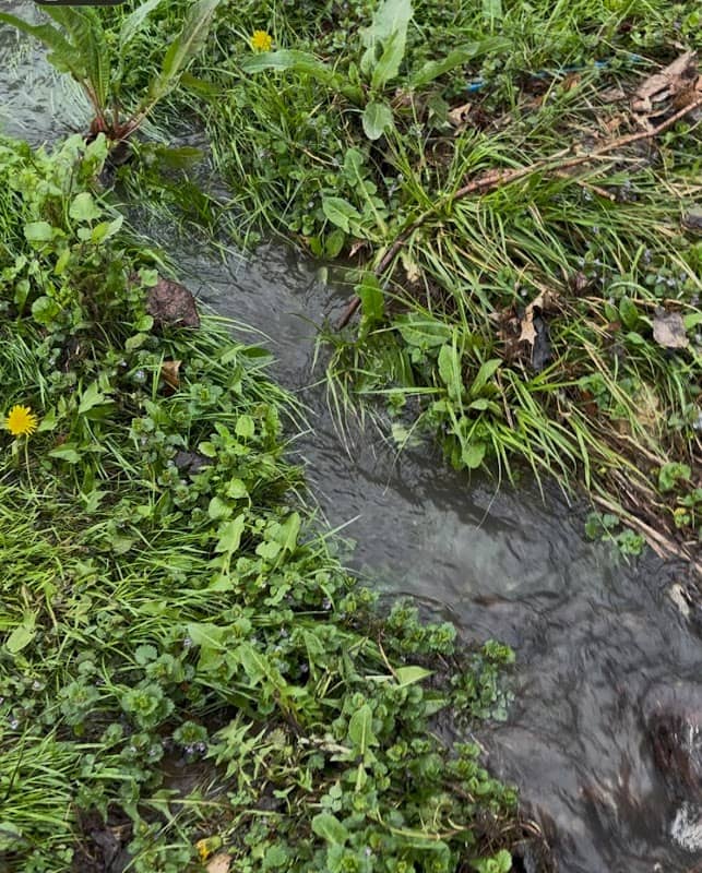 Stefano’s creek - Image 1