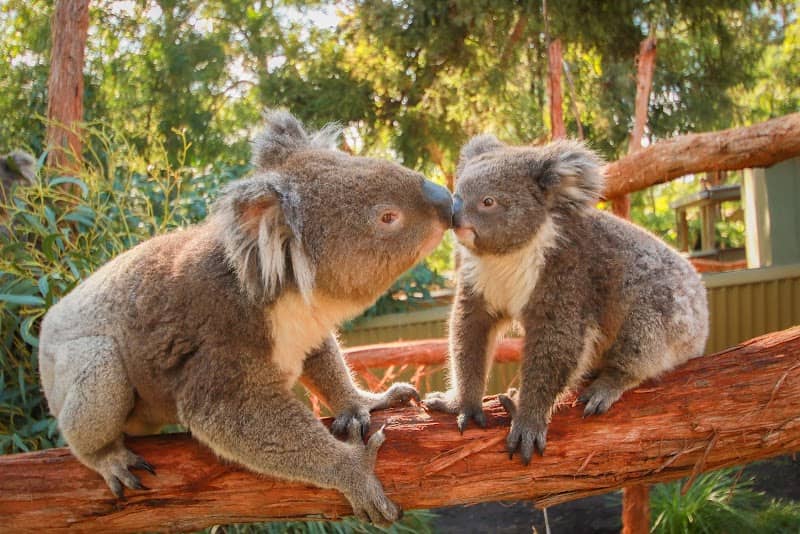 Ballarat Wildlife Park - Image 1