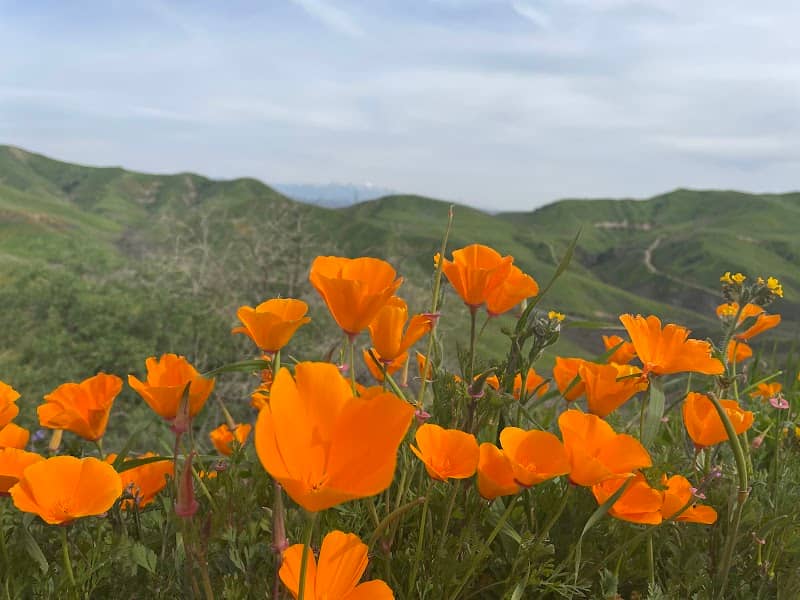 Chino Hills State Park - Image 1